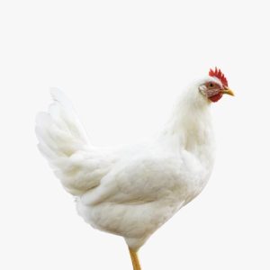 Poulet Pondeuse