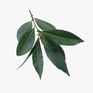 Laurier 100g